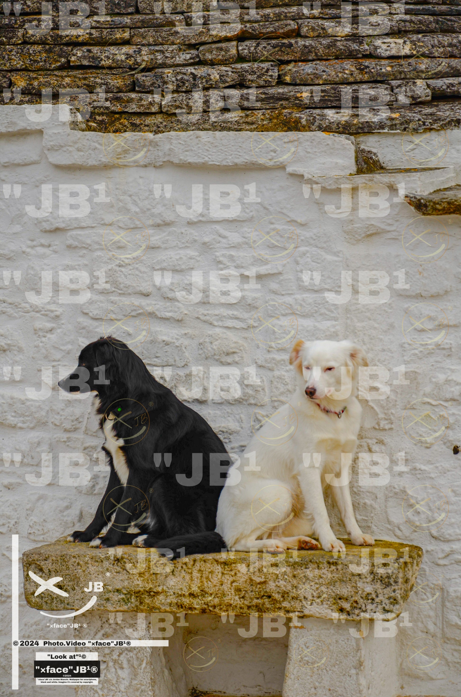 Black and white dogs
